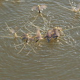 Өдрийн наст ялаа