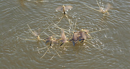 Өдрийн наст ялаа