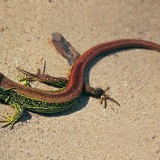 Элсний гүрвэл