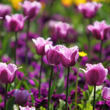 Алтанзул цэцэг