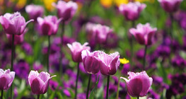 Алтанзул цэцэг