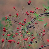 Нохойн хошууны жимс