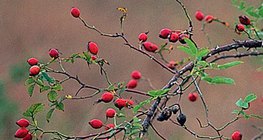 Нохойн хошууны жимс