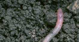 Чийгийн улаан хорхой