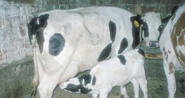 Тугалаа хөхүүлж буй үнээ