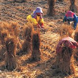 Будаа үйлдвэрлэх үйл явц - 3