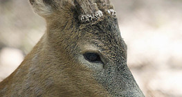 Эр бор гөрөөс