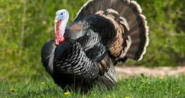 Цацагт хяруул