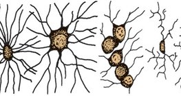 Мэдрэлийн туслах эс (глиал эс)