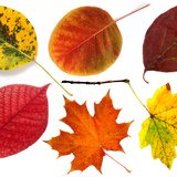 Намрын навчис