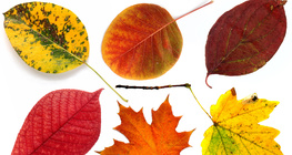 Намрын навчис