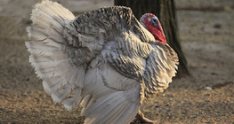 Цацагт хяруул