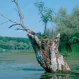 Устаж буй нуурууд: балчиг