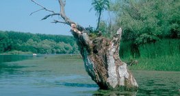 Устаж буй нуурууд: балчиг