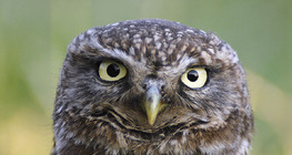 Хотны бүгээхэй