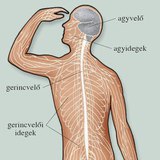 A gerincvelő szerkezete