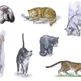 Муурны зан ааш