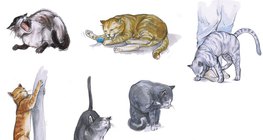 Муурны зан ааш