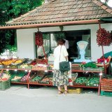 Зуны эхний ургацын ногоо