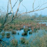 Устаж буй нуурууд: намаг