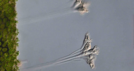 Талофит нэг эст организм (Epistilis sp.)