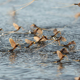 Өдрийн наст ялаа