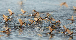 Өдрийн наст ялаа