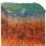 Ойн хүрэн хөрс