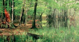 Устаж буй нуурууд: бамбалзуур намаг