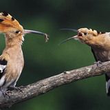 Hoopoe feeding chick