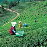 Японы цайны тариалан