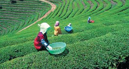 Японы цайны тариалан