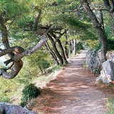 Газар дундын тэнгисийн ургамал