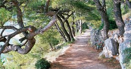 Газар дундын тэнгисийн ургамал