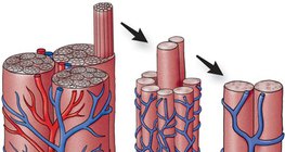 Булчин дахь хялгасан судасны сүлжээ