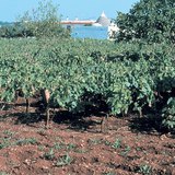 Terra Rossa, typical soil of limestone regions