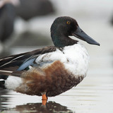 Халбага нугас