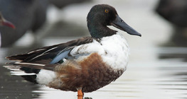 Халбага нугас