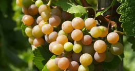 Усан үзмийн хонгорцог