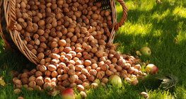 Сагс дүүрэн хушга