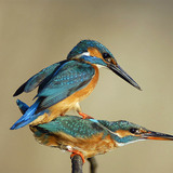 Common kingfishers mating
