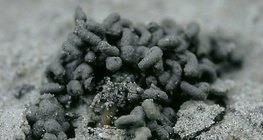 Чийгийн улаан хорхойн ялгадас