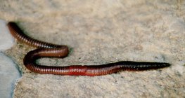 Чийгийн улаан хорхой