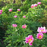 Нохойн хошууны цэцгүүд