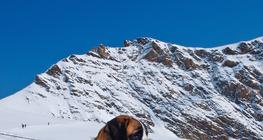 Сен Бернард үүлдрийн нохой