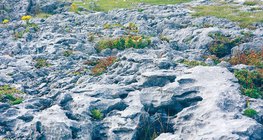 Шохойн чулуугаар хучигдсан тал