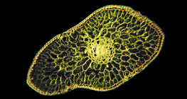 Мөнгөн гацуурын навчны хөндлөн огтлол