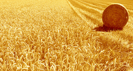 Улаан буудай