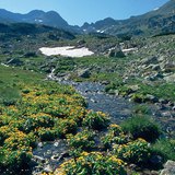 Alpine meadow in the Carpathians