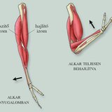 A felső végtag izmainak működése